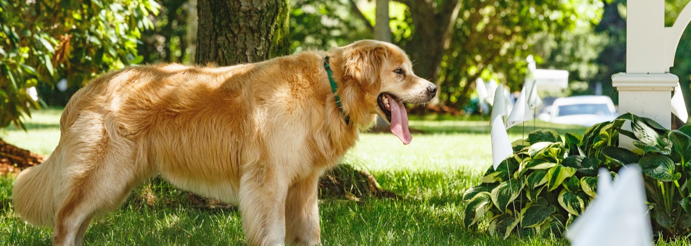 DogWatch of Santa Barbara, Santa Barbara, California | Outdoor Hidden Dog Fences Slider Image